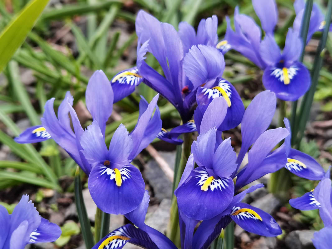 Iris reticulata'
